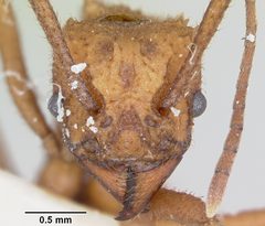 Trachymyrmex nogalensis by (c) 
April Nobile, some rights reserved (CC BY). Used under a CC-BY license.