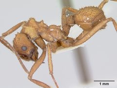 Trachymyrmex nogalensis by (c)
April Nobile, some rights reserved (CC BY). Used under a CC-BY license.
