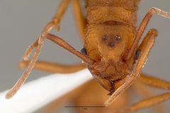 Trachymyrmex nogalensis by (c) The photographer and www.AntWeb.org, some rights reserved (CC BY). Used under a CC-BY license.