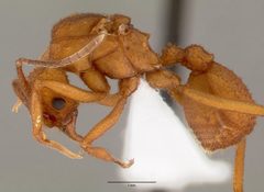 Trachymyrmex nogalensis by (c) The photographer and www.AntWeb.org, some rights reserved (CC BY). Used under a CC-BY license.