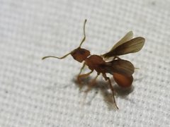 Trachymyrmex septentrionalis by (c) Sam Kieschnick, some rights reserved (CC BY), uploaded by Sam Kieschnick. Used under a CC-BY license.