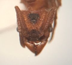 Trachymyrmex septentrionalis by (c) Raven Dandridge, some rights reserved (CC BY), uploaded by Raven Dandridge. Used under a CC-BY license.