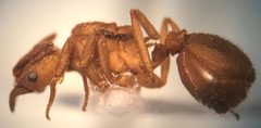 Trachymyrmex septentrionalis by (c) Raven Dandridge, some rights reserved (CC BY), uploaded by Raven Dandridge. Used under a CC-BY license.