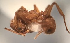 Trachymyrmex septentrionalis by (c) Raven Dandridge, some rights reserved (CC BY), uploaded by Raven Dandridge. Used under a CC-BY license.