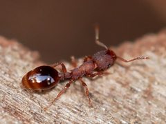 Formicoxenus hirticornis by (c) Toby, some rights reserved (CC BY), uploaded by Toby. Used under a CC-BY license.