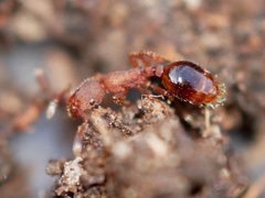 Formicoxenus hirticornis by (c) Toby, some rights reserved (CC BY), uploaded by Toby. Used under a CC-BY license.