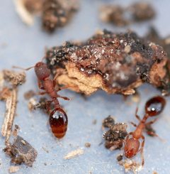 Formicoxenus hirticornis by (c) Toby, some rights reserved (CC BY), uploaded by Toby. Used under a CC-BY license.