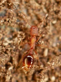 Formicoxenus hirticornis by (c) Toby, some rights reserved (CC BY), uploaded by Toby. Used under a CC-BY license.