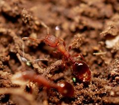 Formicoxenus hirticornis by (c) Toby, some rights reserved (CC BY), uploaded by Toby. Used under a CC-BY license.