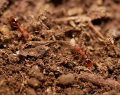 Formicoxenus hirticornis by (c) Toby, some rights reserved (CC BY), uploaded by Toby. Used under a CC-BY license.