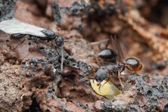 Leptothorax acervorum by (c) Jonghyun Park, some rights reserved (CC BY), uploaded by Jonghyun Park. Used under a CC-BY license.