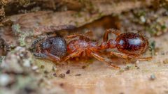 Leptothorax acervorum by (c) Frank Ashwood, some rights reserved (CC BY), uploaded by Frank Ashwood. Used under a CC-BY license.