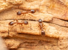 Leptothorax acervorum by no rights reserved, uploaded by Philipp Hoenle. Used under a CC0 license.