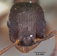 Leptothorax sphagnicola by (c)
April Nobile, some rights reserved (CC BY). Used under a CC-BY license.