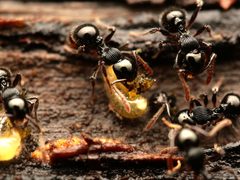 Myrmecina by no rights reserved, uploaded by Philipp Hoenle. Used under a CC0 license.