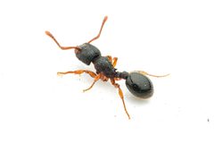Myrmecina by (c) Jonghyun Park, some rights reserved (CC BY), uploaded by Jonghyun Park. Used under a CC-BY license.