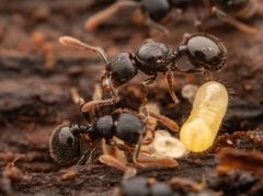 Myrmecina by no rights reserved, uploaded by Philipp Hoenle. Used under a CC0 license.
