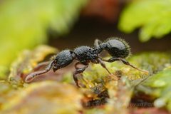 Myrmecina by (c) Jonghyun Park, some rights reserved (CC BY), uploaded by Jonghyun Park. Used under a CC-BY license.