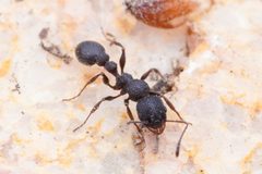 Nesomyrmex by (c) Jonghyun Park, some rights reserved (CC BY), uploaded by Jonghyun Park. Used under a CC-BY license.