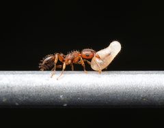 Tetramorium bicarinatum by (c) Tom, some rights reserved (CC BY), uploaded by Tom. Used under a CC-BY license.