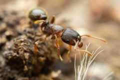 Tetramorium immigrans by (c) Jake Nitta, some rights reserved (CC BY), uploaded by Jake Nitta. Used under a CC-BY license.