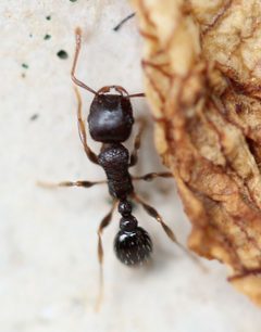 Tetramorium immigrans by (c) Even Dankowicz, some rights reserved (CC BY), uploaded by Even Dankowicz. Used under a CC-BY license.