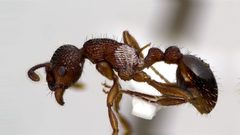 Myrmica americana by (c) Emmett Collins-Sussman, some rights reserved (CC BY), uploaded by Emmett Collins-Sussman. Used under a CC-BY license.