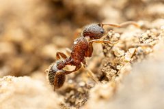 Myrmica latifrons by (c) Jake Nitta, some rights reserved (CC BY), uploaded by Jake Nitta. Used under a CC-BY license.