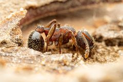 Myrmica latifrons by (c) Jake Nitta, some rights reserved (CC BY), uploaded by Jake Nitta. Used under a CC-BY license.