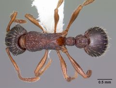 Myrmica latifrons by (c) 
April Nobile, some rights reserved (CC BY). Used under a CC-BY license.