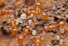 Myrmica rubra by no rights reserved, uploaded by Philipp Hoenle. Used under a CC0 license.