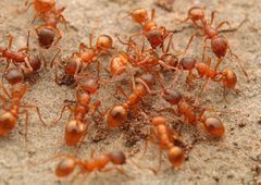 Myrmica rubra by (c) Benjamin Burgunder, some rights reserved (CC BY), uploaded by Benjamin Burgunder. Used under a CC-BY license.