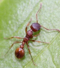 Myrmica rubra by (c) Even Dankowicz, some rights reserved (CC BY), uploaded by Even Dankowicz. Used under a CC-BY license.