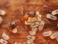 Myrmica rubra by no rights reserved, uploaded by Philipp Hoenle. Used under a CC0 license.