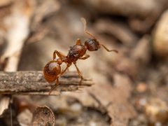 Myrmica rubra by no rights reserved, uploaded by Philipp Hoenle. Used under a CC0 license.