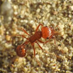 Pogonomyrmex by no rights reserved, uploaded by Andy Kleinhesselink. Used under a CC0 license.