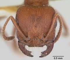 Pogonomyrmex subdentatus by (c) 
April Nobile, some rights reserved (CC BY). Used under a CC-BY license.