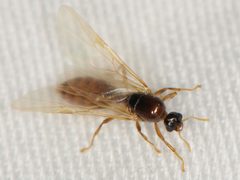 Dolopomyrmex by (c) Elliott Gordon, some rights reserved (CC BY), uploaded by Elliott Gordon. Used under a CC-BY license.