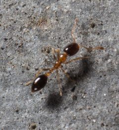Monomorium floricola by (c) portioid, some rights reserved (CC BY), uploaded by portioid. Used under a CC-BY license.