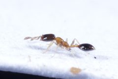 Monomorium floricola by (c) Franz Anthony, some rights reserved (CC BY), uploaded by Franz Anthony. Used under a CC-BY license.