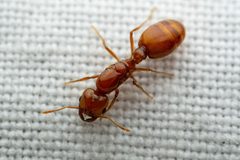 Solenopsis amblychila by (c) Jake Nitta, some rights reserved (CC BY), uploaded by Jake Nitta. Used under a CC-BY license.