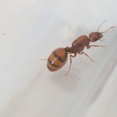Solenopsis aurea by (c) Elihu Hernandez Delgado, some rights reserved (CC BY), uploaded by Elihu Hernandez Delgado. Used under a CC-BY license.