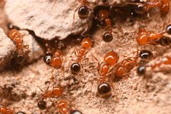 Solenopsis geminata by (c) Trevor Van Loon, some rights reserved (CC BY), uploaded by Trevor Van Loon. Used under a CC-BY license.
