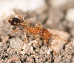 Solenopsis geminata by no rights reserved, uploaded by Jesse Rorabaugh. Used under a CC0 license.