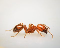Solenopsis geminata by (c) Reynante Martinez, some rights reserved (CC BY), uploaded by Reynante Martinez. Used under a CC-BY license.