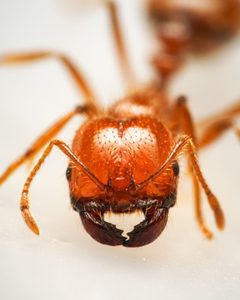 Solenopsis geminata by (c) Reynante Martinez, some rights reserved (CC BY), uploaded by Reynante Martinez. Used under a CC-BY license.