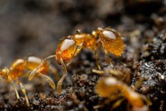 Solenopsis molesta by (c) Jake Nitta, some rights reserved (CC BY), uploaded by Jake Nitta. Used under a CC-BY license.