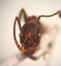 Aphaenogaster mariae by (c) Raven Dandridge, some rights reserved (CC BY), uploaded by Raven Dandridge. Used under a CC-BY license.