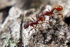 Aphaenogaster mariae by no rights reserved, uploaded by cgmayers. Used under a CC0 license.