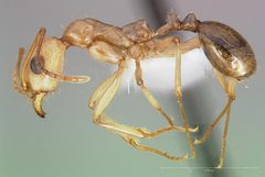 Aphaenogaster megommata by (c) The photographer and www.AntWeb.org, some rights reserved (CC BY). Used under a CC-BY license.